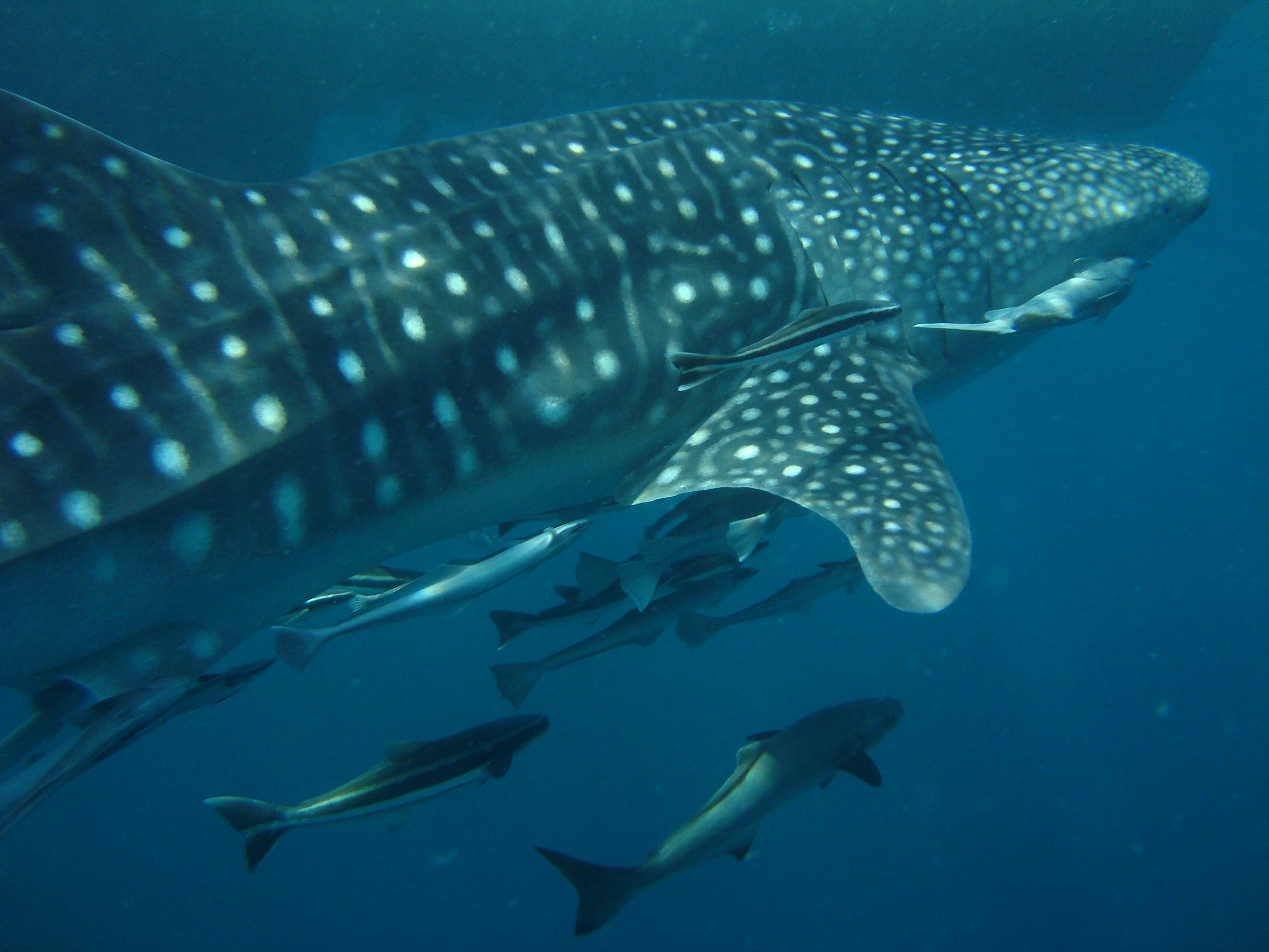 Whale Shark Diving